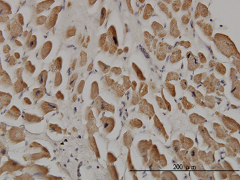 SPRY1 monoclonal antibody (M01), clone 3H4