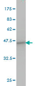 SPRY1 monoclonal antibody (M01), clone 3H4