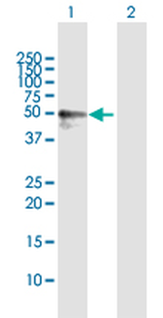 CALCOCO2 MaxPab rabbit polyclonal antibody (D01)