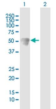 CALCOCO2 purified MaxPab mouse polyclonal antibody (B01P)