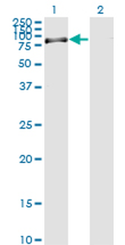 RASGRP2 monoclonal antibody (M09), clone 3D8