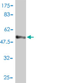 STX6 monoclonal antibody (M01), clone 1G2