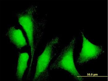 G3BP1 purified MaxPab mouse polyclonal antibody (B01P)