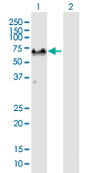 G3BP1 purified MaxPab mouse polyclonal antibody (B01P)