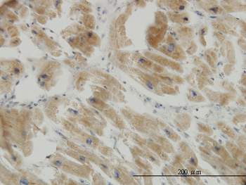 COX17 monoclonal antibody (M01), clone 4G2