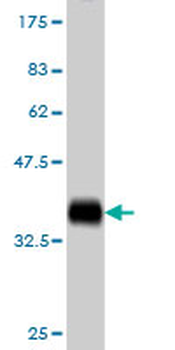 COX17 monoclonal antibody (M01), clone 4G2