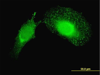 PDCD6IP monoclonal antibody (M01), clone 3C4