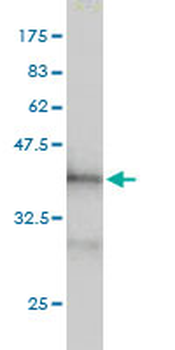 PDCD6IP monoclonal antibody (M01), clone 3C4