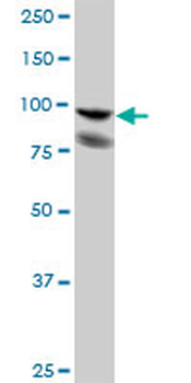 PDCD6IP purified MaxPab mouse polyclonal antibody (B01P)