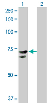 NR1D2 purified MaxPab rabbit polyclonal antibody (D01P)