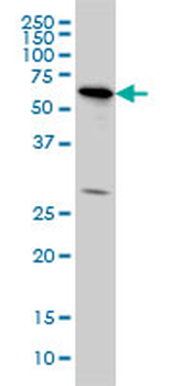 OXSR1 monoclonal antibody (M10), clone 3F6