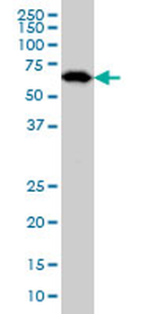 OXSR1 monoclonal antibody (M06), clone 1C8