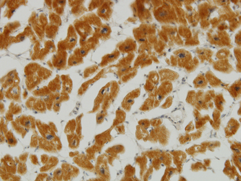 MFN2 monoclonal antibody (M03J), clone 4H8