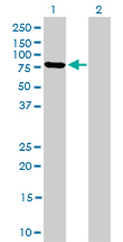 MFN2 monoclonal antibody (M03J), clone 4H8