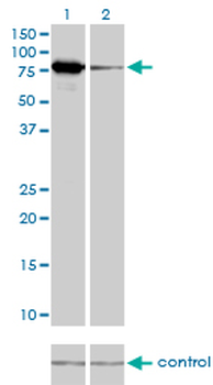 MFN2 monoclonal antibody (M03J), clone 4H8