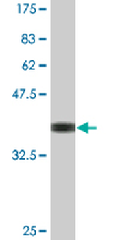 MFN2 monoclonal antibody (M03J), clone 4H8