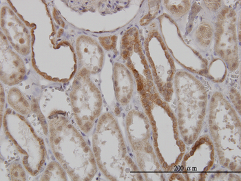 MFN2 monoclonal antibody (M01), clone 6A8