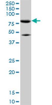 MFN2 monoclonal antibody (M01), clone 6A8