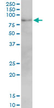 MFN2 monoclonal antibody (M01), clone 6A8