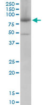 MFN2 monoclonal antibody (M01), clone 6A8