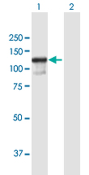 ZC3H11A purified MaxPab mouse polyclonal antibody (B01P)