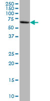 EPM2AIP1 monoclonal antibody (M01), clone 3H7