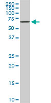 EPM2AIP1 monoclonal antibody (M01), clone 3H7