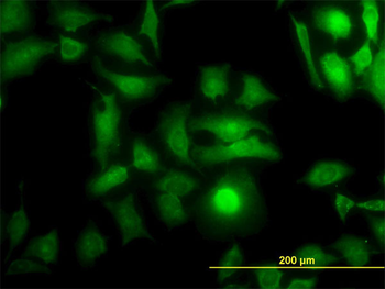 DOCK4 monoclonal antibody (M01), clone 3E7