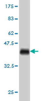 DOCK4 monoclonal antibody (M01), clone 3E7