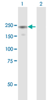 EIF5B purified MaxPab mouse polyclonal antibody (B01P)