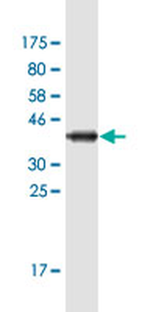 GNA14 monoclonal antibody (M06A), clone 2H8