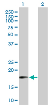 MTRF1 purified MaxPab mouse polyclonal antibody (B01P)