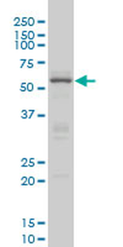 CREB5 monoclonal antibody (M02), clone 8A5