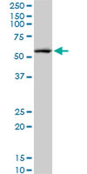 CREB5 monoclonal antibody (M02), clone 8A5