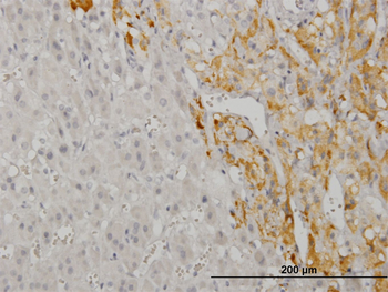 CREB5 monoclonal antibody (M02), clone 8A5