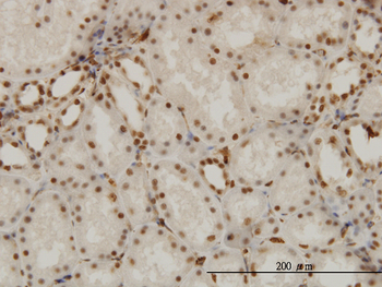NR1D1 monoclonal antibody (M02), clone 4F6