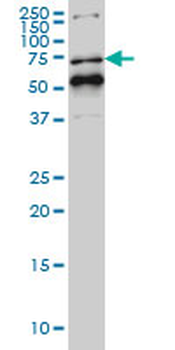 NR1D1 monoclonal antibody (M02), clone 4F6