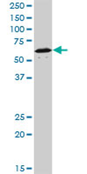 NR1D1 monoclonal antibody (M02), clone 4F6