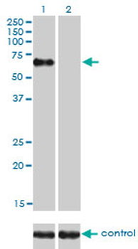 NR1D1 monoclonal antibody (M02), clone 4F6