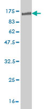 NR1D1 monoclonal antibody (M02), clone 4F6