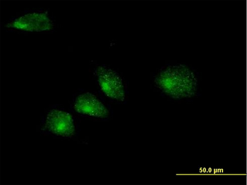 GOSR2 purified MaxPab mouse polyclonal antibody (B01P)