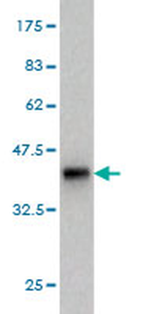 SEC22L1 monoclonal antibody (M01), clone 1E1