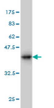 NRG2 monoclonal antibody (M01), clone 3D2