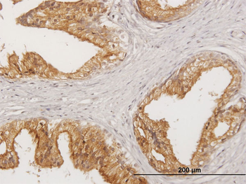 LITAF purified MaxPab mouse polyclonal antibody (B01P)