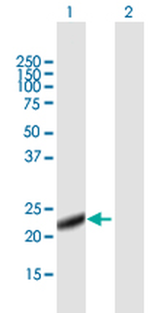 LITAF purified MaxPab mouse polyclonal antibody (B01P)