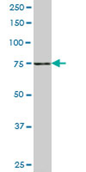 SLC4A8 monoclonal antibody (M05), clone 1G10