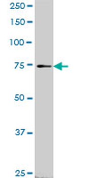 SLC4A8 monoclonal antibody (M05), clone 1G10