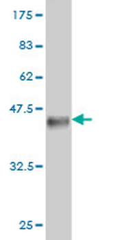 SLC4A8 monoclonal antibody (M04), clone 6E11