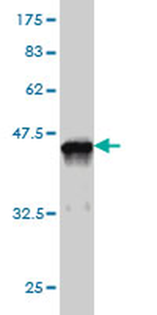 SH3BP5 monoclonal antibody (M01), clone 2B3