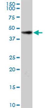 HOMER2 purified MaxPab rabbit polyclonal antibody (D01P)